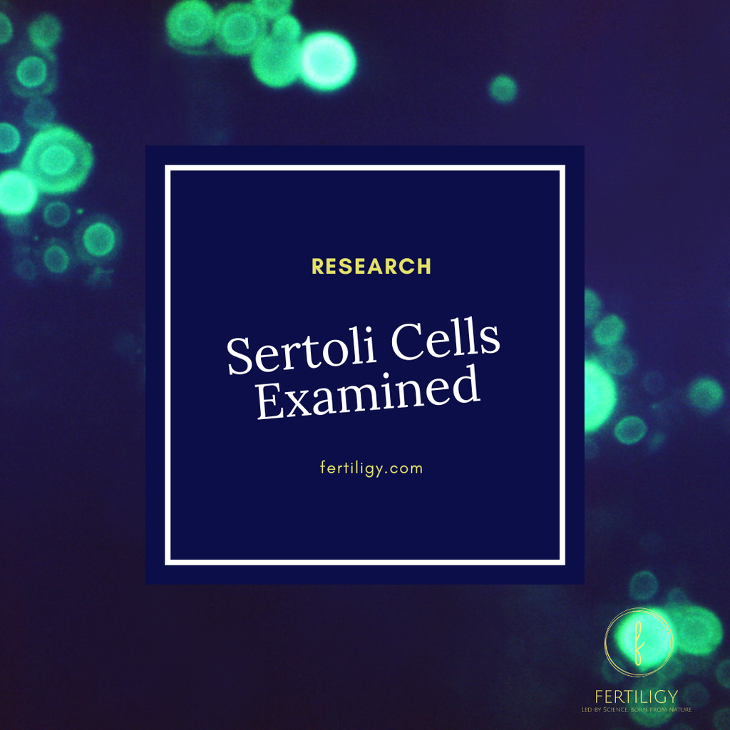 What Are Sertoli Cells?