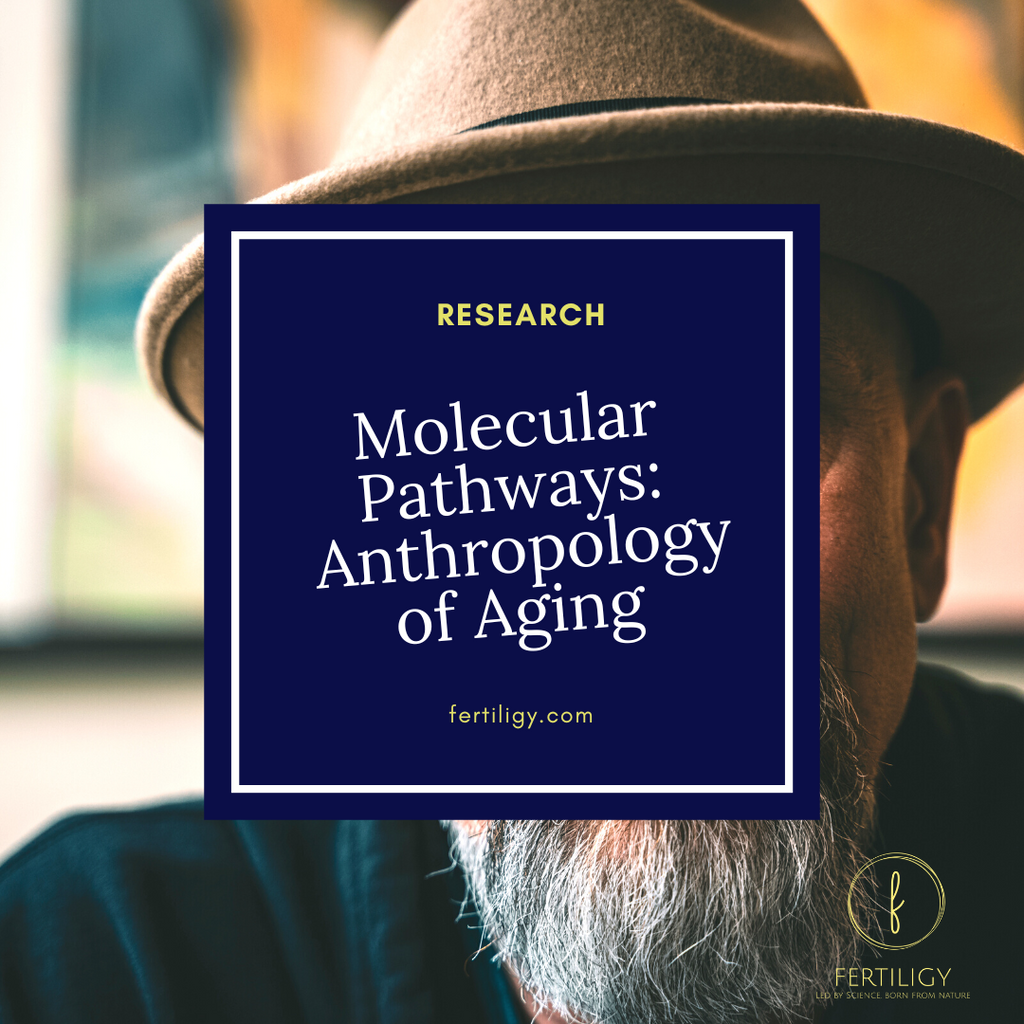 Fertility in the Aging Male - Molecular Pathways in the Anthropology of Aging